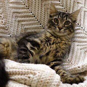 Scarlett -  Domestic Long Hair Cat for Adoption in Columbia, Illinois - Scarlett | PetCurious