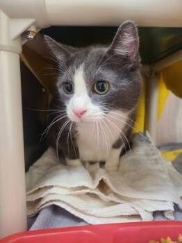 Domestic Short Hair Cats Available for Adoption in Westland, Michigan - Mookie | PetCurious