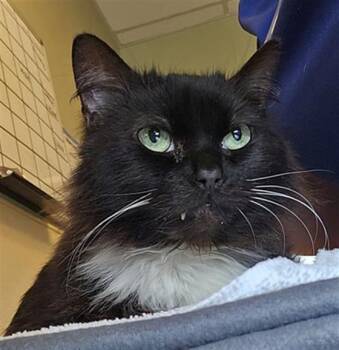 Domestic Medium Hair Cats Available for Adoption in Clyde, North Carolina - JACKDAW | PetCurious