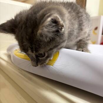 Domestic Medium Hair Cats Available for Adoption in Park Row, Texas - Wesson | PetCurious