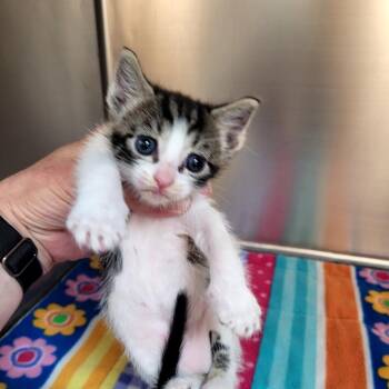 Han (3) -  Domestic Short Hair Cat for Adoption in Belfair, Washington - Han (3) | PetCurious