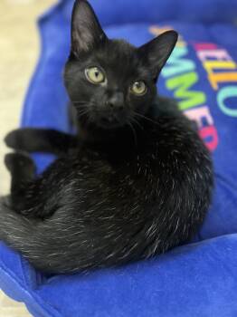 Rescue Domestic Short Hair Cats for Adoption in Holly Springs, Georgia - Spencer | PetCurious