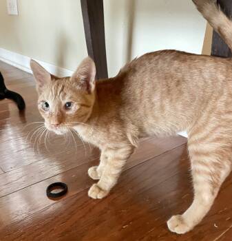 Rescue Domestic Short Hair Cats for Adoption in Tampa, Florida - Ian | PetCurious