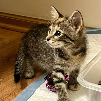 Adrian -  Domestic Short Hair Cat for Adoption in Des Moines, Iowa - Adrian | PetCurious