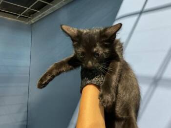LICORICE -  Domestic Short Hair Cat for Adoption in San Bernardino, California - LICORICE | PetCurious