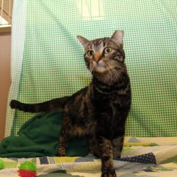 Birdie -  Domestic Short Hair and Mixed Breed Cat for Adoption in Bristol, Indiana - Birdie | PetCurious