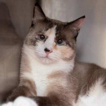 Raggedy Ann -  Domestic Short Hair and Siamese Cat for Adoption in Ogden, Utah - Raggedy Ann | PetCurious