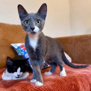 Neymar Junior Wins Hearts -  Tuxedo and Domestic Short Hair Cat for Adoption in Friendswood, Texas - Neymar Junior Wins Hearts | PetCurious