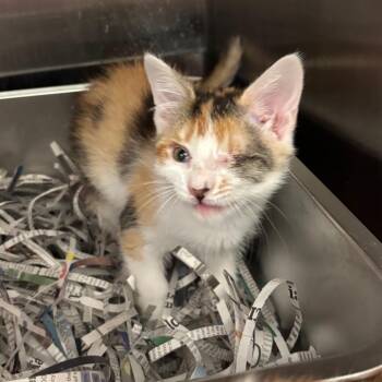 Peanut -  Domestic Short Hair Cat for Adoption in Philadelphia, Pennsylvania - Peanut | PetCurious