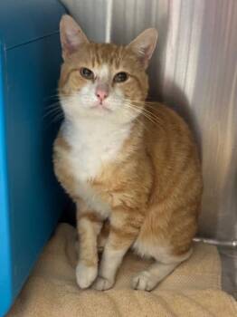 Domestic Short Hair Cats Available for Adoption - MONKEY | PetCurious