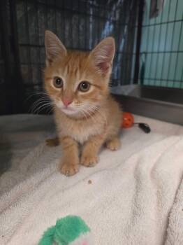Quinby -  Domestic Short Hair Cat for Adoption in Virginia Beach, Virginia - Quinby | PetCurious
