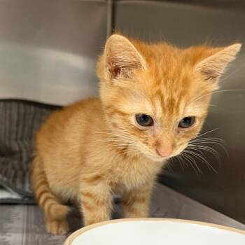 Shala -  Domestic Short Hair Cat for Adoption in Auburn, Alabama - Shala | PetCurious