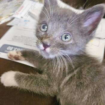 Purrstachio* -  Domestic Short Hair Cat for Adoption in San Gabriel, California - Purrstachio* | PetCurious