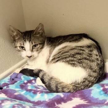 Domestic Short Hair Cats Available for Adoption in Nampa, Idaho - Mezzetta | PetCurious