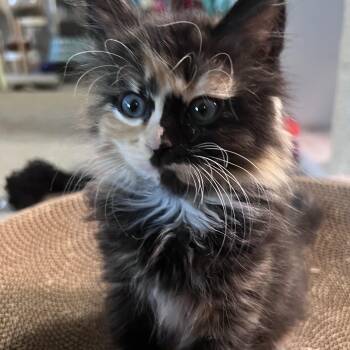 Lemon -  Calico Cat Available for Adoption in Pasco, Washington - Lemon | PetCurious