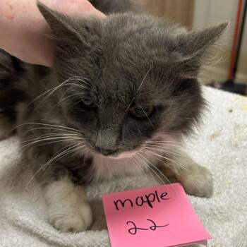 Newt -  Domestic Long Hair Cat for Adoption in Bristol, Indiana - Newt | PetCurious