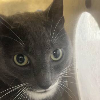 Bugs Bunny -  Domestic Short Hair Cat for Adoption in Philadelphia, Pennsylvania - Bugs Bunny | PetCurious