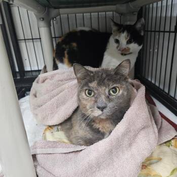 Salmon -  Domestic Short Hair Cat for Adoption in Alexandria, Virginia - Salmon | PetCurious