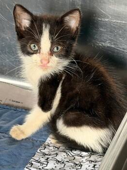 Fred 26 -  Tuxedo and Domestic Short Hair Cat for Adoption in Brookhaven, Mississippi - Fred 26 | PetCurious