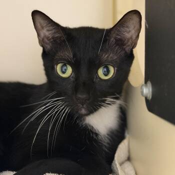 Mulan -  Domestic Short Hair Cat for Adoption in Cooperstown, New York - Mulan | PetCurious