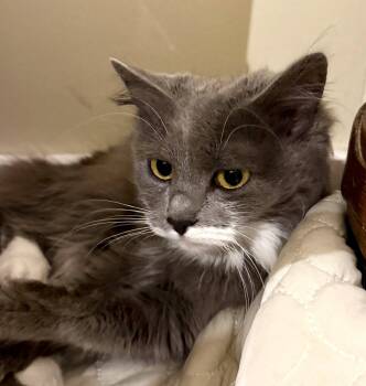 Periwinkle -  Domestic Long Hair Cat for Adoption in Reston, Virginia - Periwinkle | PetCurious
