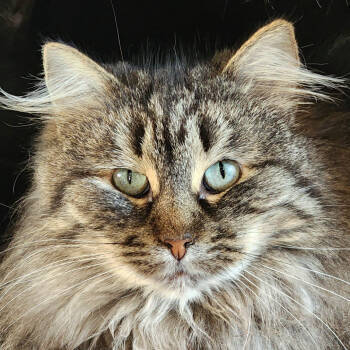 Rescue Domestic Long Hair Cats for Adoption in Zimmerman, Minnesota - Sweetie | PetCurious