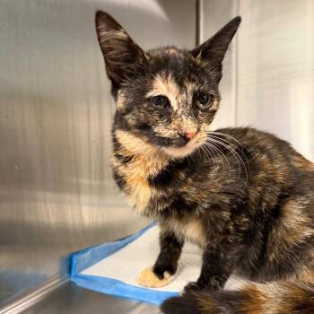 Macadamia -  Domestic Short Hair Cat for Adoption in Greensboro, North Carolina - Macadamia | PetCurious