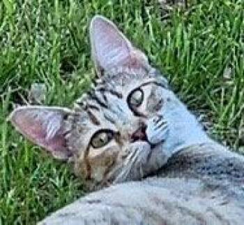 Domestic Short Hair Cats Available for Adoption in Cromwell, Kentucky - Chili | PetCurious