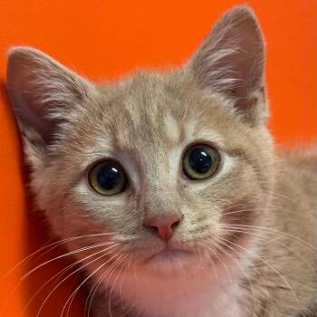 Domestic Short Hair Cats Available for Adoption - Fallon | PetCurious