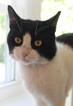 Domestic Short Hair Cats Available for Adoption in Harrison, New York - Sylvester | PetCurious