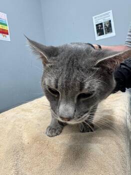 Domestic Short Hair Cats Available for Adoption in Bloomington, Indiana - Pepper | PetCurious