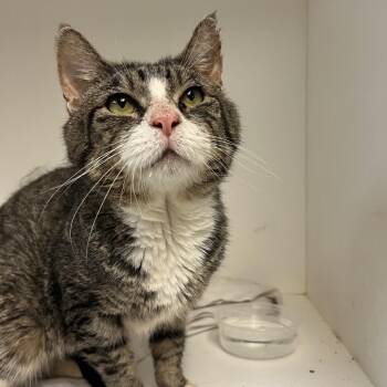Ash 6 -  Domestic Short Hair Cat for Adoption in Philadelphia, Pennsylvania - Ash 6 | PetCurious
