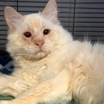 Siamese Cats Available for Adoption in Spokane, Washington - Frankie | PetCurious