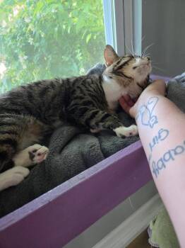 Max -  Domestic Short Hair Cat for Adoption in Hampton, Virginia - Max | PetCurious