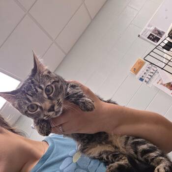 Lala -  Domestic Short Hair Cat for Adoption in Chattanooga, Tennessee - Lala | PetCurious