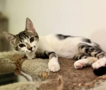 Mae West -  Domestic Short Hair Cat for Adoption in Sonora, California - Mae West | PetCurious