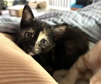 Petunia (A141297) -  Tortoiseshell Cat for Adoption in Burbank, California - Petunia (A141297) | PetCurious