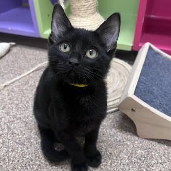 Ensign Esteban -  American Shorthair Cat for Adoption in Arlington Heights, Illinois - Ensign Esteban | PetCurious