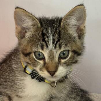 Domestic Short Hair Cats Available for Adoption in Salt Lake City, Utah - Habanero | PetCurious