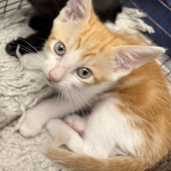 Gary -  Domestic Short Hair Cat for Adoption in Los Angeles, California - Gary | PetCurious