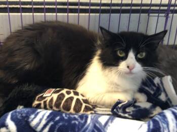 Rescue Domestic Medium Hair Cats for Adoption in Salisbury, Massachusetts - Biscotti | PetCurious