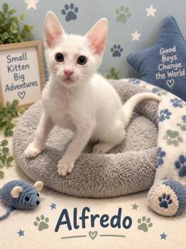 Alfredo -  American Shorthair Cat for Adoption in Dickinson, Texas - Alfredo | PetCurious