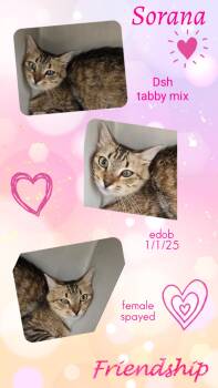 Sorana OR14456-T -  Domestic Short Hair Cat for Adoption in Missouri City, Texas - Sorana OR14456-T | PetCurious