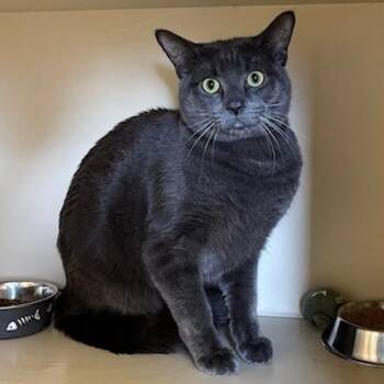 Russian Blue Cats Available for Adoption - Opal | PetCurious