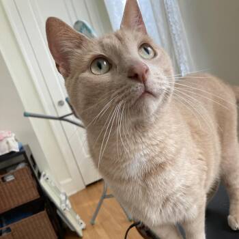 Rescue Domestic Short Hair Cats for Adoption in Evanston, Illinois - Cheesesteak | PetCurious