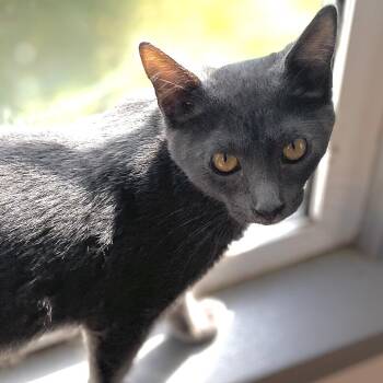 Ash -  Domestic Short Hair Cat for Adoption in Springfield, Oregon - Ash | PetCurious