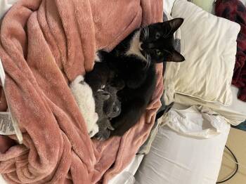 Tuxedo Cats Available for Adoption - Eowyn | PetCurious
