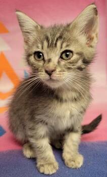 Rescue Domestic Short Hair Cats for Adoption in Eugene, Oregon - Cookie | PetCurious