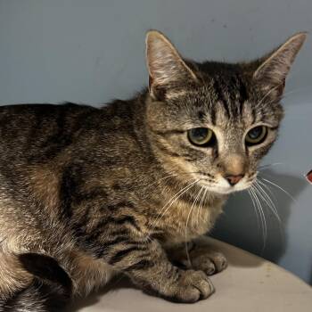 Domestic Short Hair Cats Available for Adoption in Chattanooga, Tennessee - Lassi | PetCurious