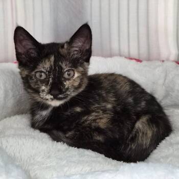Macrame 29745 -  Domestic Short Hair Cat for Adoption in Middleburg, Florida - Macrame 29745 | PetCurious